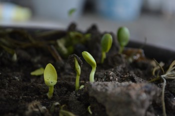 2019 - Kompostierbarkeit von biologisch abbaubaren Vorsammelhilfen