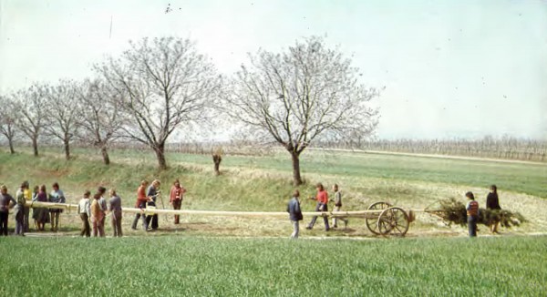 Maibaumholen