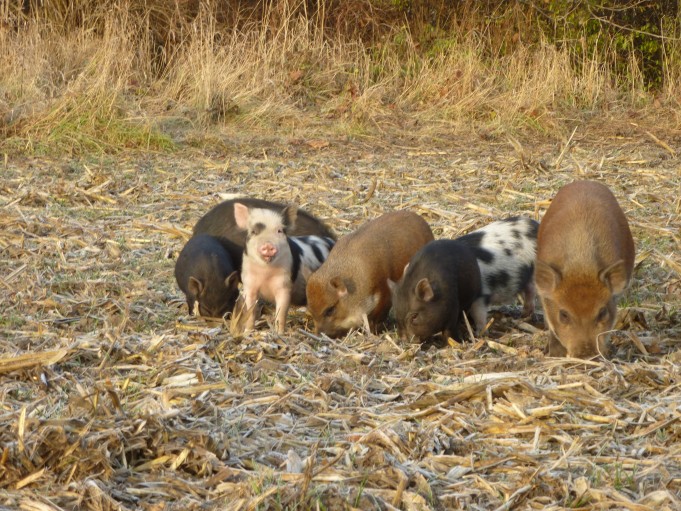 Schweine auf einem Feld