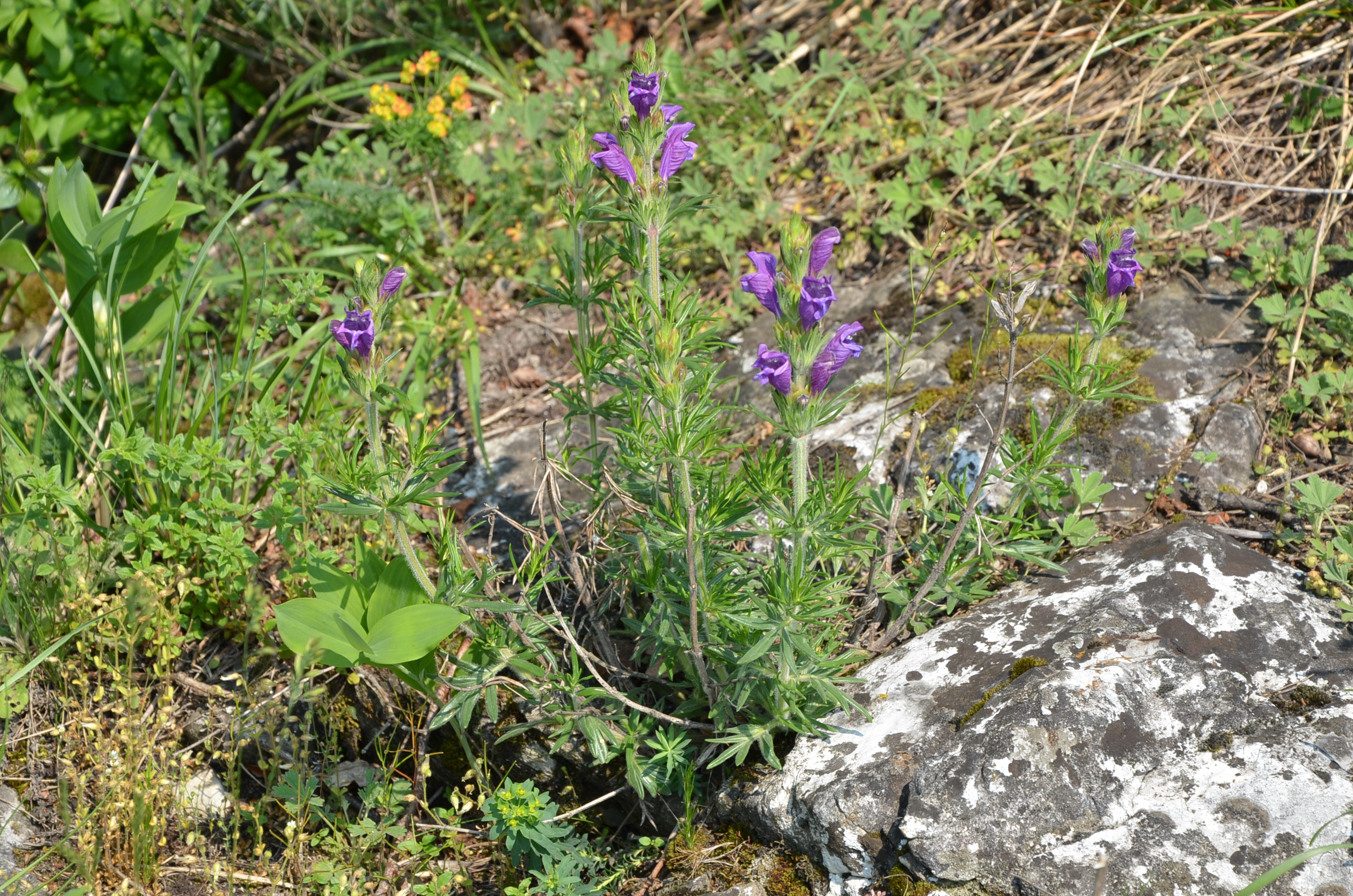 Österreichischer Drachenkopf