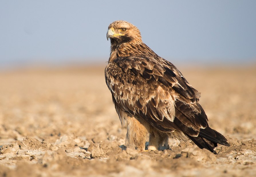 Kaiseradler