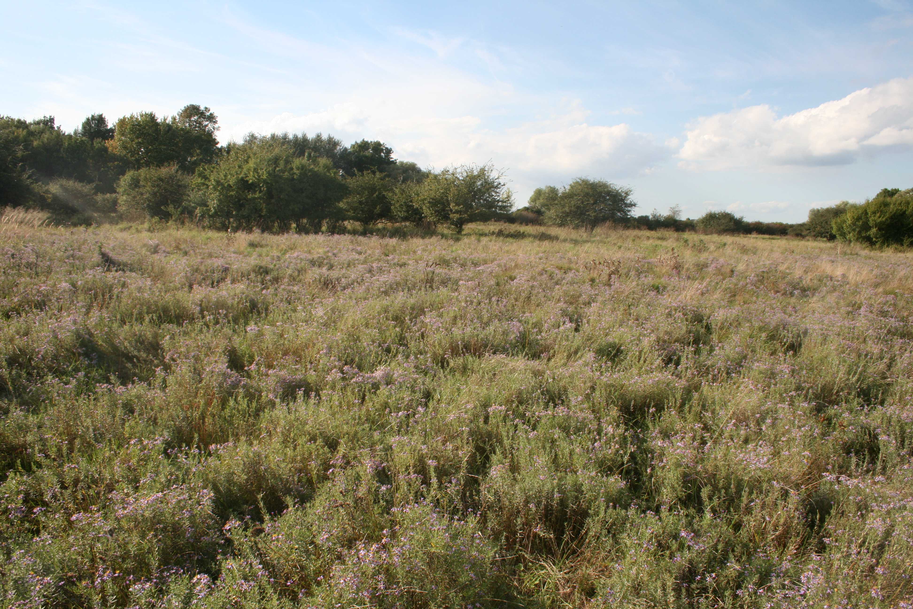 Naturschutzgebiet Salzsteppe Baumgarten