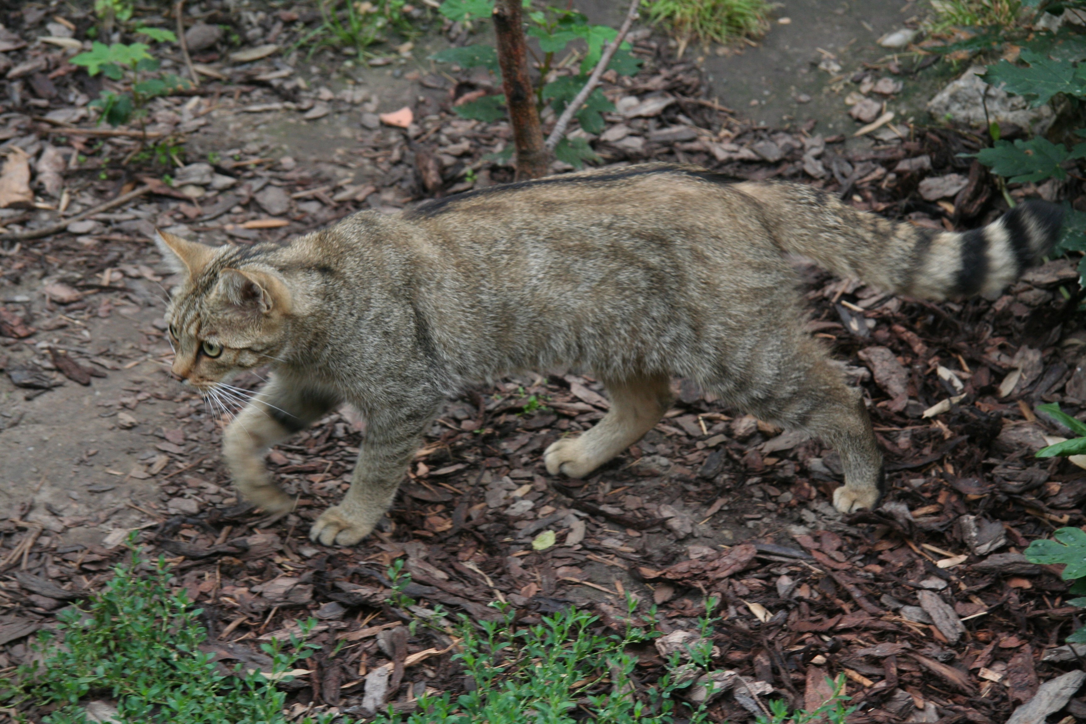 Europäische Wildkatze (Felis silvestris silvestris)